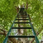 A ladder up a tree
