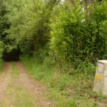 A path surrounded by green trees