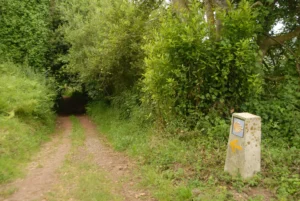 A path surrounded by green trees