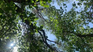 Close shot of the trees branches and leaves