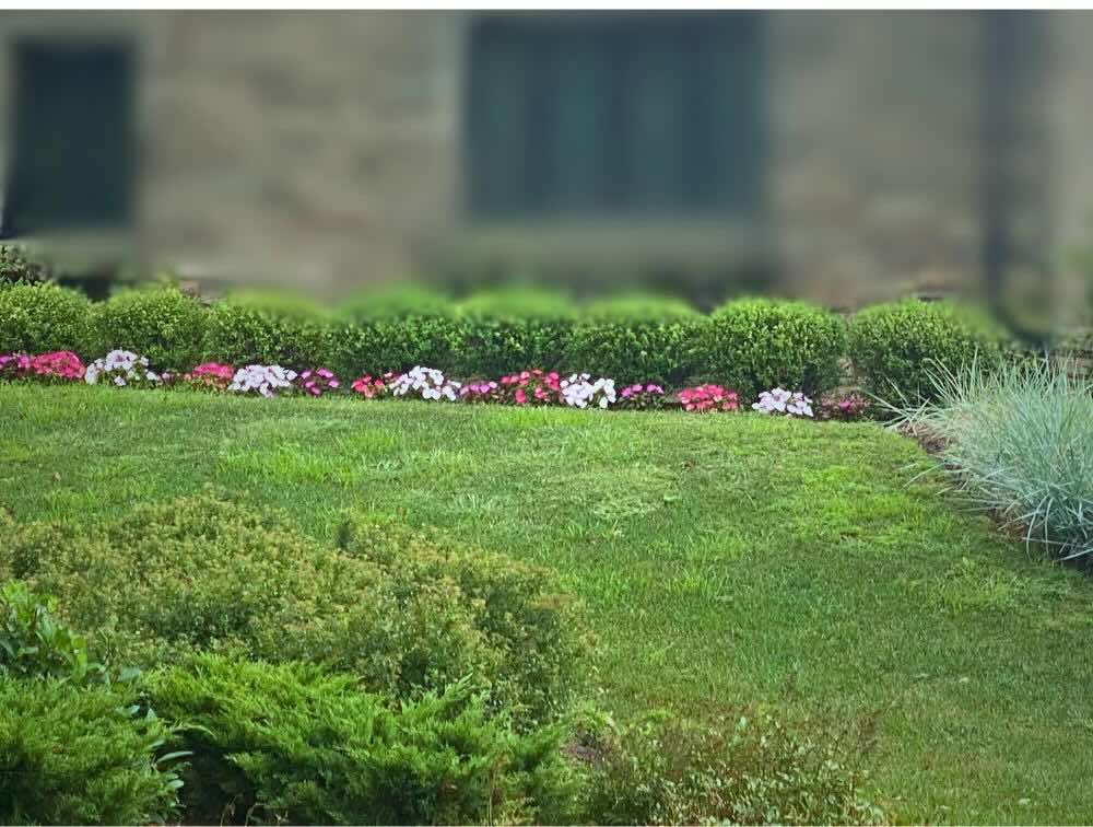 A home backyard garden 