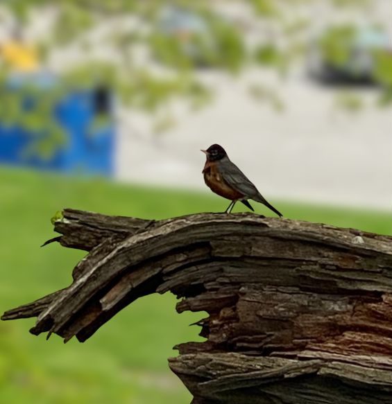 Bird in a Garden 