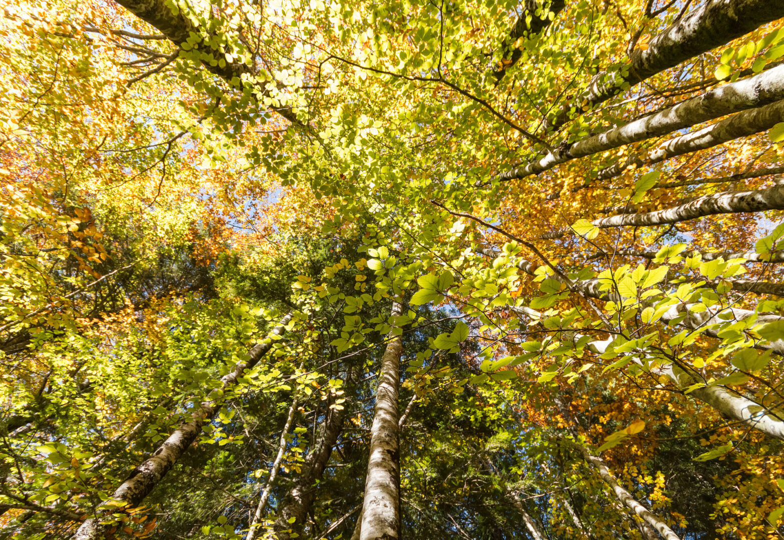 trees in the forest by dinax courtesy of Cathopic
