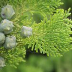 Close-up of green conifer cones and foliage