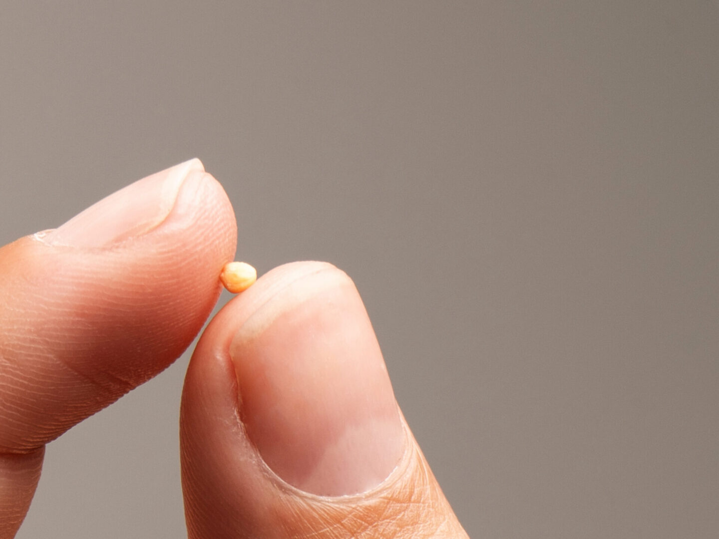 Mustard Seed by 