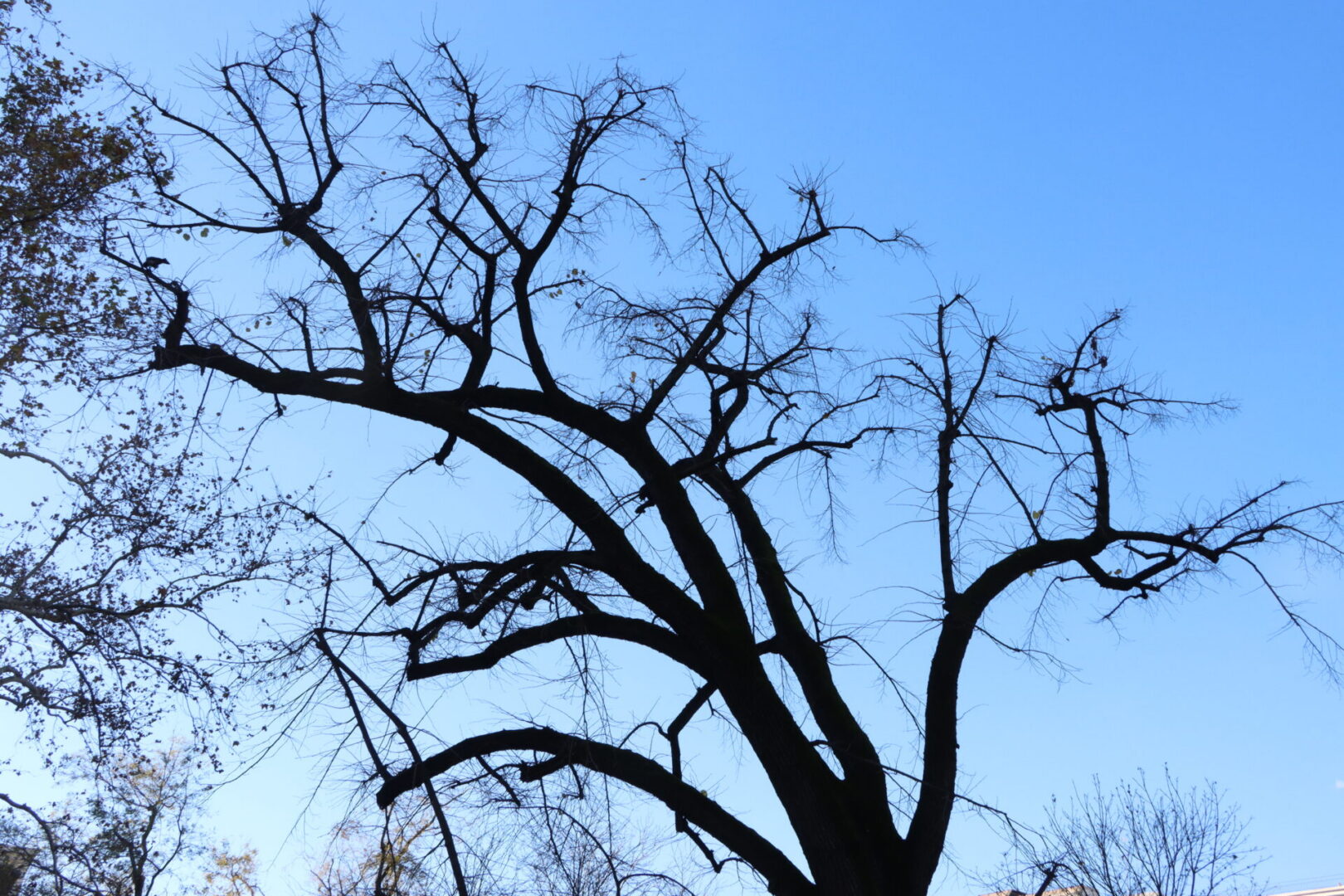 tree by Saul Ibarra courtesy of Cathopic