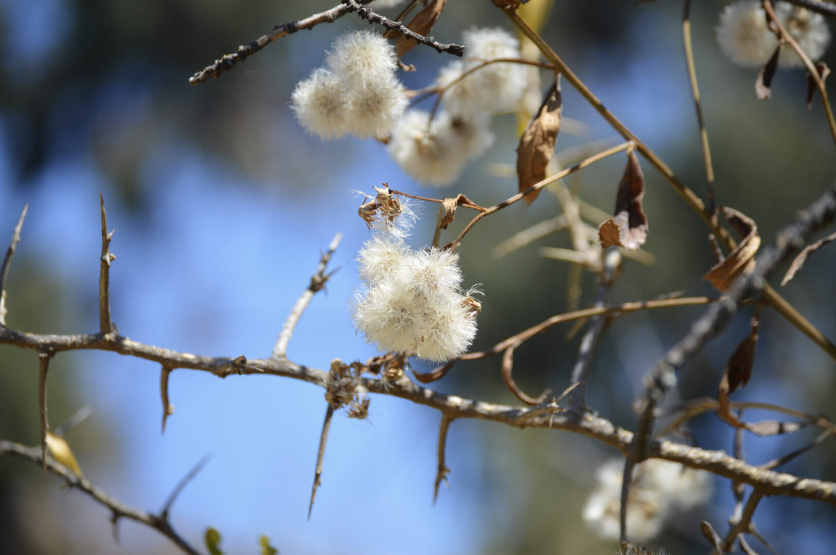Seeds by Carolina BR courtesy of Cathopic