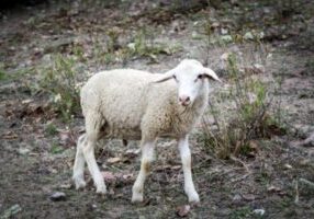 Sheep Without a Shepherd