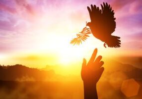 Photo of a dove symbolizing peace from the Holy Spirit